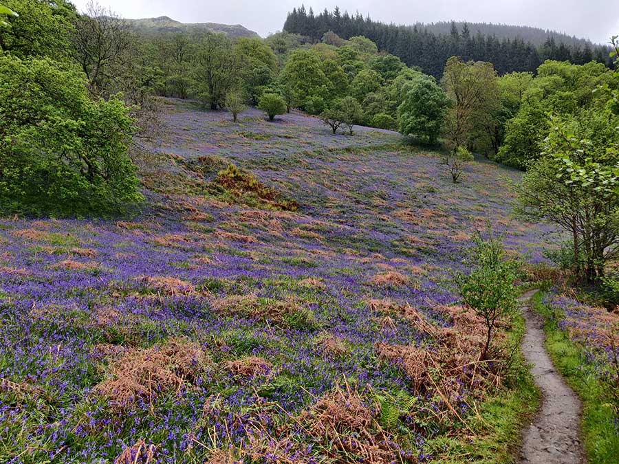 Bild von unterwegs auf dem West Highland Way